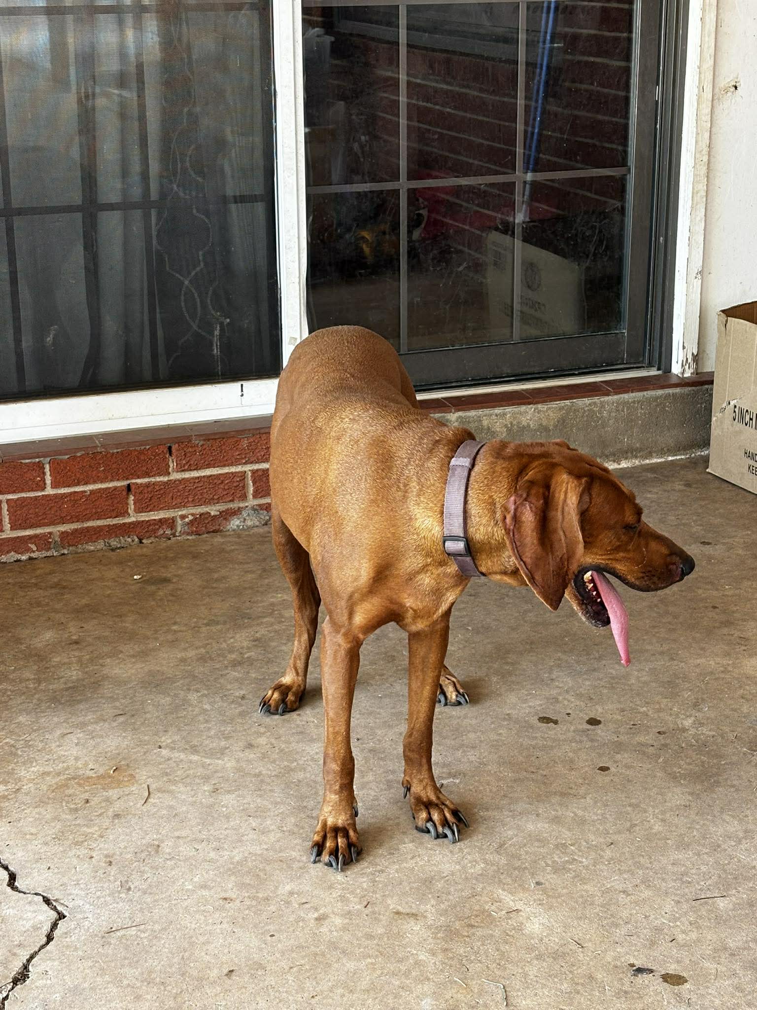 Amber, photo 5